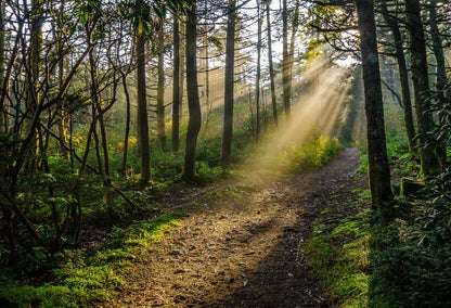 Sunbeam through forest