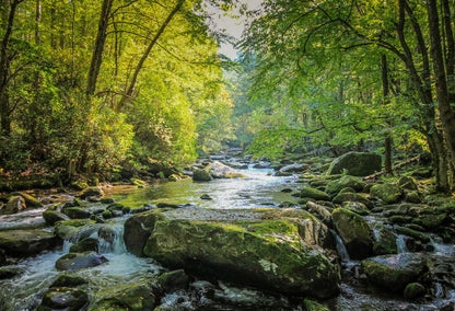 idyllic river in forest