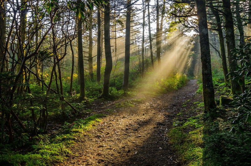 Sunbeam through forest