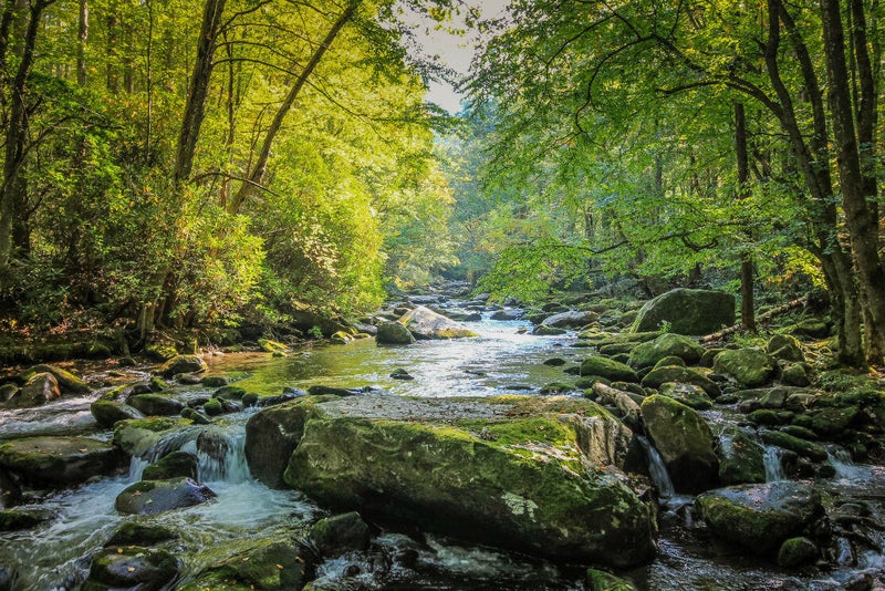 idyllic river in forest